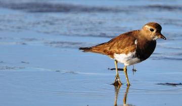 Imagen de Oficializan la creación de un Plan Nacional para la Conservación de las Aves Playeras