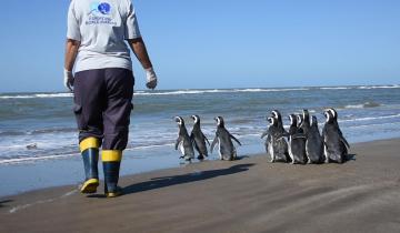 Imagen de Regresaron al mar a 12 pingüinos rescatados en distintos puntos de la Costa Atlántica